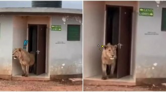 到非洲觀光！驚見萬獸之王「淡定走出廁所」　原地「霸氣傲視」遊客看傻：您走錯了...