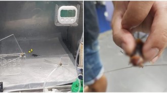 「沒帶毛孩」到獸醫院掛號！他手掌攤開驚帶「路邊受傷小強」求醫治：請幫幫牠QQ