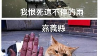 台灣人一定秒懂的「各縣市特色貓貓語錄」每張都中肯到翻：台中的太可愛了！