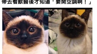 她家的貓咪臉一天比一天黑主人都慌了，帶去看獸醫後才知道「要開空調啊！」