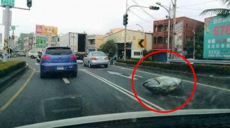 有魚跳車！「整條大鮪魚」躺路邊...網友驚：誰的100萬掉了？