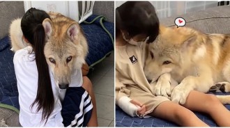 養狼犬「威風凜凜」又帥氣？見小主人「秒現反差萌」嬌羞討摸：最喜翻妳惹❤️