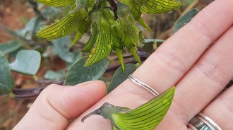 掌心飛舞的小精靈！奇妙花朵「變身迷你蜂鳥」爆紅全球　仔細一看「花瓣下精緻細節」超驚豔❤️ 