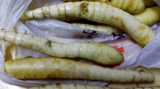 以為是毛毛蟲！「外觀神似竹筍」她好奇詢問這到底是什麼？內行揭「小時候直接蒸熟吃」回憶湧上心頭 