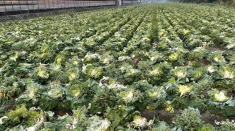 雲林菜農哭慘！準備採收高麗菜「2.5萬顆全被砍光」　11名阿公阿嬤「蹲田裡被逮」哭：以為沒人要 