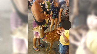 遛狗算什麼！墾丁大街驚見「帥阿伯遛梅花鹿」民眾全傻住　網看到驚呼：「主人在當地超紅」 