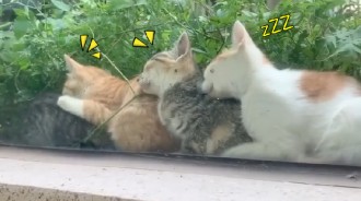 一早窗外擠了「4顆野生小毛頭」～伸手敲敲叫醒「竟被萌萌哈氣」：人家還要睡zZZ