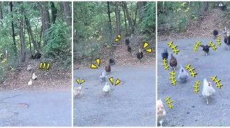 馬上給我回來！整群P孩雞「跑鄰居家閒逛」　聽媽喊立刻「全體屁顛奔回」：連臥底的都跟上～