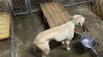 3歲男童咬死案／為比特犬請命！潘孟安態度放軟「我們會保護狗狗」後續計畫曝光「做好該做的事」