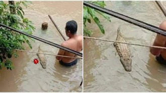 連日大雨釀洪災！見「小鱷魚緩緩游來」秒嚇歪　被撈起牠竟「瞬間癱軟」網笑：好加在～