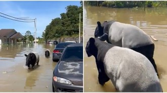 馬國連日大雨釀洪災！馬來貘母子也成「受災戶」　水中小跑步「倉皇逃難」：嗚嗚我的家...