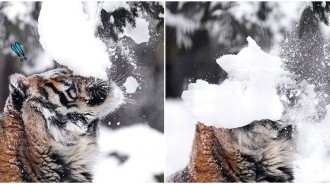 下雪囉～東北虎開心欣賞「樹梢積雪」　下秒「慘被重擊洗臉」一臉茫：朕的形象！