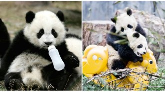 來一起睡搞搞！超療癒「熊貓托兒所」日常大公開　黑白麻糬「集體翻肚吸奶瓶」畫面融化人心❤