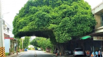 奇特街景！彰化路旁驚見「巨型安全帽樹」萬人朝聖　在地人揭密「不是人為修剪」：很多地方都有！ 