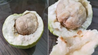 超詭異芭樂！他一剖開「驚見整顆貢丸」大膽試吃：脆脆的網友揭露真相...你敢吃嗎？ 