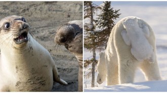 海豹都驚呆了！12個超爆笑「野生動物出糗瞬間」大集合　壞蛋小狐狸「不看地點亂嗯嗯」人類好無奈