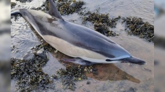 親眼目睹孩子喪命！海豚媽隔天「重返原地」再次擱淺　救援隊「痛心安樂」：這是不得已...