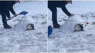 越冷越爽！二哈被「埋成雪狗」還一臉陶醉　「蘇胡到快睡著」網笑翻：正常發揮～