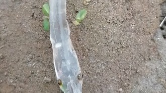 超可愛的！男子意外釣上一條「透明魚」像龍又像蛇　網友看一眼「發現不對勁」：趕緊放生 