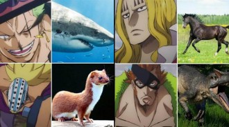 海賊王：極惡世代超新星動物版，索隆是鯊魚，魯夫太形象