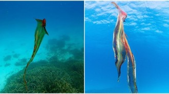 潛水巧遇「游泳的海帶」悠哉漂移！靠近一看發現竟是「稀有品種」：太幸運了！
