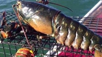 差點闖大禍！捕撈到6.5公斤「巨無霸龍蝦」笑歪　掀起尾巴一看「馬上放生」船長：萬幸牠還活著 