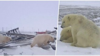 「空運野放附食物」讓牠們別回頭！北極熊小兄弟竟「半個月後又跑回來」：還把追蹤器丟掉...