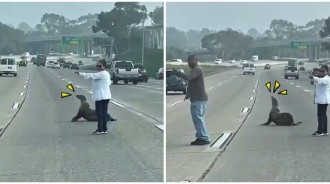 高速公路驚見「海獅趴趴走」倫家要過馬路～救援隊到場「覺得牠很面熟」傻眼：怎又是你！