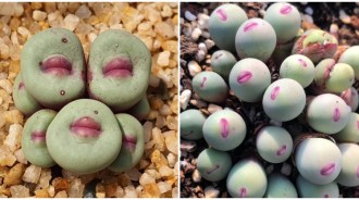 來讓偶親一個❤️療癒系「少女朱唇多肉」獵奇造型超酷　開花後「炸開意想不到形狀」紅色嘴唇不見了
