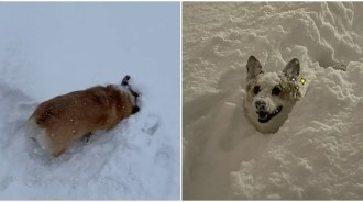 下雪了衝阿！小短腿「樂當剷雪基」啟動引擎開路　跳到鏡頭前「滿足燦笑」：送啦～