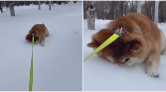 散步拒絕回家！阿柴使出「終極煞車戰術」臉臉插雪地：人家還沒玩夠！