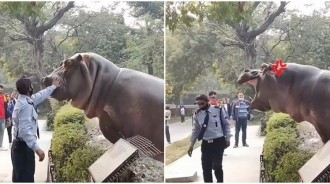 河馬趴圍欄想蹺家！動物園保全上前「呼巴掌徒手教訓」牠秒變乖乖牌：回去就回去QQ