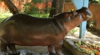 動物園的人氣明星河馬被人攻擊受重傷，工作人員竟然都沒發現，兩天後河馬已經回天乏術了…