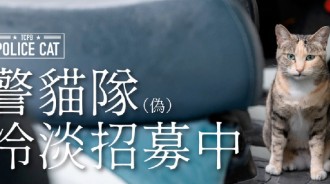 僅此一天！台中警局宣布「徵召警貓隊」　待遇「含三節獎金」還加烤雞：請快來投履歷❤️