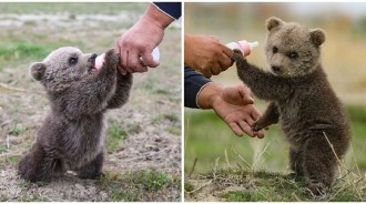 落單「熊寶貝」獲救餓壞了！捧著奶瓶猛吸「賣萌又撒嬌」：我找不到媽媽...