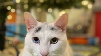 令人鼻酸淚流的感人動物故事大集結，看完保證「重拾對人類的信心」！