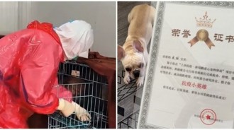 飼主被隔離...深圳設立「寵物驛站」幫顧300毛孩　還頒發「抗疫小英雄」獎狀：你們很勇敢！