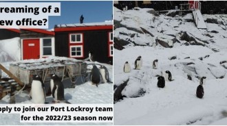 南極夢幻職缺！英國徵人「到南極數企鵝」　極地氣候「生活5個月」跟企鵝天天相處❤️