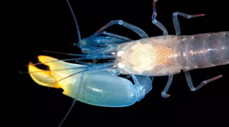 「世界上最兇猛的蝦」，一拳超蝦？能打出「5000度高溫」，甚至產生光！  