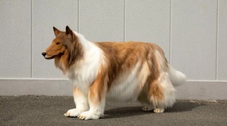 嫌做人太難！他花200萬將自己變身成「狗」圓當動物夢　日常行為舉止「與狗狗無異」看呆全網 