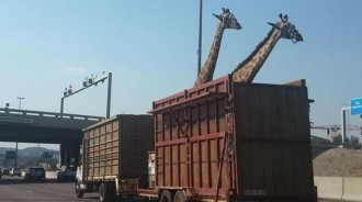 「身長超過500公分的長頸鹿」是怎麼被運到動物園的？
