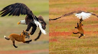 紅狐活捉野兔，卻被白頭鷹搶走，不甘心向前竟被帶到空中，記仇紅狐將白頭鷹老巢一窩端