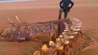 英國海灘發現「巨大神秘骨架」，當地人稱是「尼斯湖水怪」，引起網友熱議！
