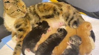 流浪母貓生下8隻幼崽，2隻原住貓看呆了：花色咋這麼眼熟？