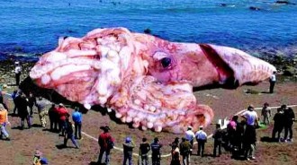 「世界第二大無脊椎動物」，巨眼生物大王烏賊，「北海巨妖的原型」,體重超過200公斤!