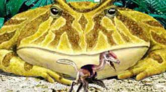 魔鬼蛙——生活在7000萬年前，「史前最恐怖的巨蛙」，真的會吃恐龍嗎？