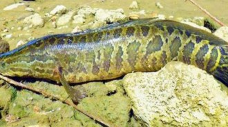 可怕的「蛇頭魚」入侵美國15年，治理花費「8億美元」，甚至不惜抽干湖水！！
