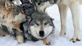 以家庭為單位的狼群，「低級狼」沒有交配權，怎麼繁殖自己的後代？