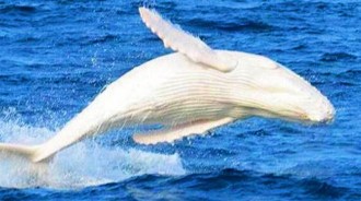 真正的百年一遇！稀有「白色座頭鯨」現身海面，船隻若接近都得罰錢