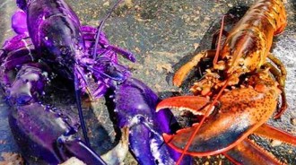 漁民捕獲一隻「罕見紫色龍蝦」，售價100萬加幣，相當於「一線城市一套房」 ！